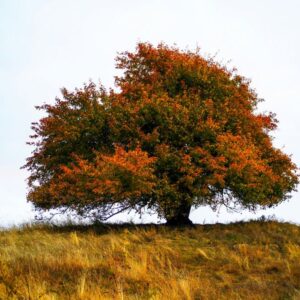 Testul Arborelui - ședință - 1 oră
