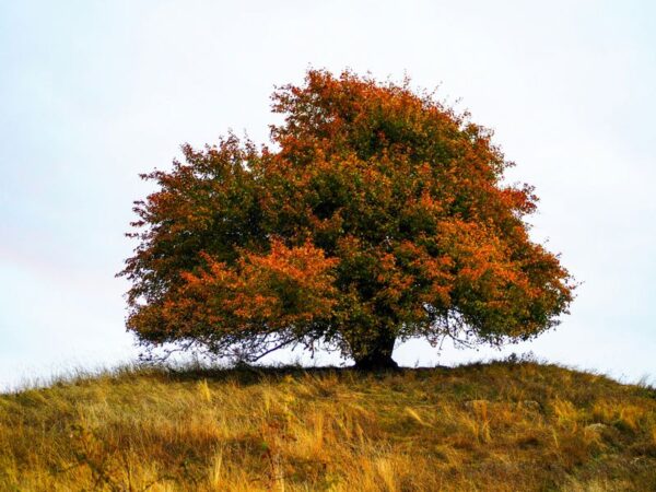 Testul Arborelui - ședință - 1 oră